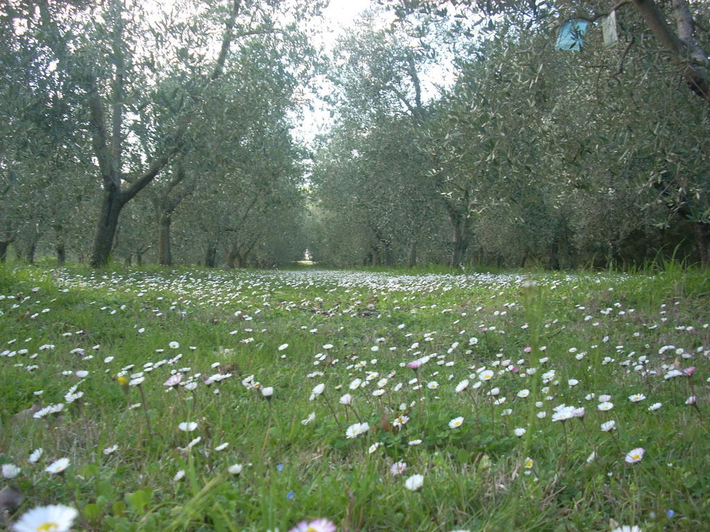 Residence Ai Campi Da Golf Saturnia Εξωτερικό φωτογραφία